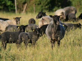 Öströö Sheep farm