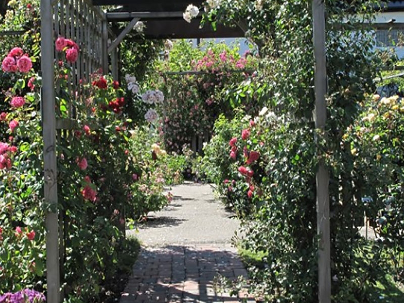 Absolutely cycle Österlen - the rose garden