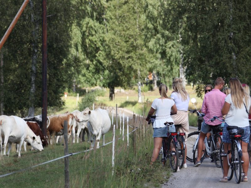 cycling-past-nice-cows-järvsö-farm-tramp-sweden-by-bike