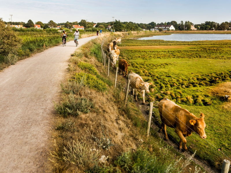 Along the way you cycle past farm shops with local produce and large farms with animals. Photo: Apelöga
