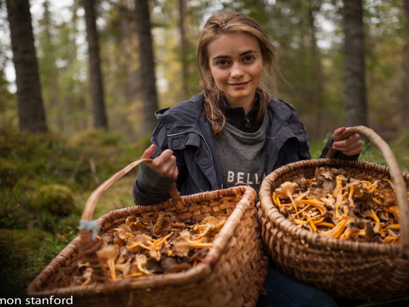 Elektra picks mushrooms in Gimdalen