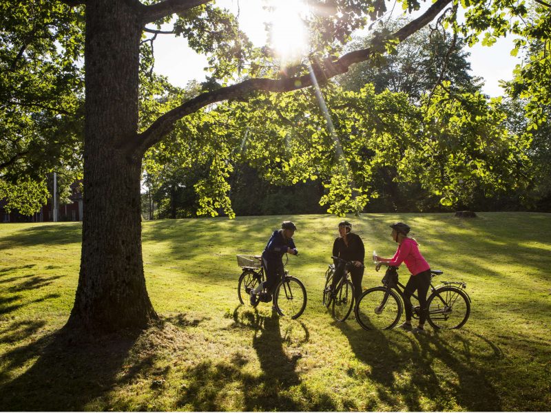 Cycle Borgvik - Under the Oak
