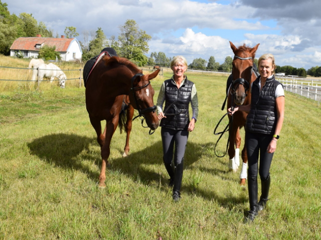 Sverige_fjardhundra_HorseXplore_fjardhundra_dressyr55